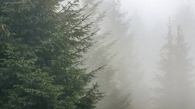 Sonbahar mevsiminde kozalaklı ağaçlarla kaplı sisli bir manzara.