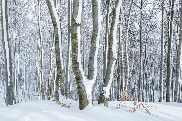 Paisaje Invernal Bosque Con Árboles Cubiertos Nieve Fresca —  Fotos de Stock