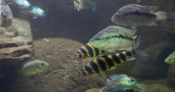Sualtı Akvaryumunda Yeşil Çizgili Siyah Dikenli Bir Grup Balık — Stok video