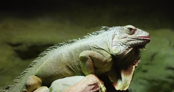 Teraryumdaki Bir Iguana Nın Yakın Çekimi — Stok video