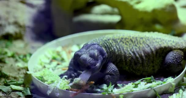 Chuckwalla Lizard Sauromalus Ater Terrarium — Stock Video