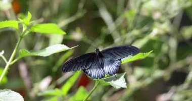 Yaprağın üzerinde dinlenen güzel siyah bir kelebek. Yavaş çekim 4k 100 fps görüntü.