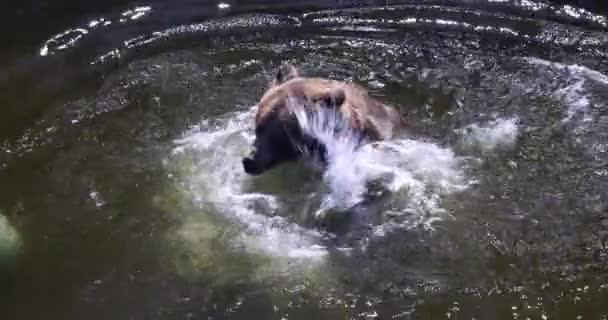 Brązowy Niedźwiedź Bawiący Się Wodzie — Wideo stockowe