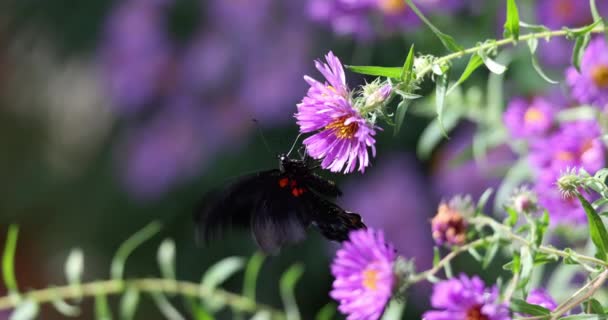 Mooie Black Swallowtail Vlinder Bestuift Een Geurige Bloem Slow Motion — Stockvideo