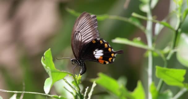 Прекрасная Американская Бабочка Ласточковый Хвост Опыляет Ароматный Цветок Медленное Движение — стоковое видео