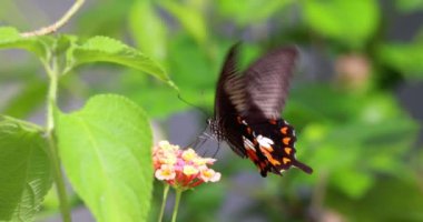 Güzel Amerikan Kırlangıç Kelebeği güzel kokulu bir çiçeği döllüyor. Yavaş çekim 4k 100 fps görüntü.