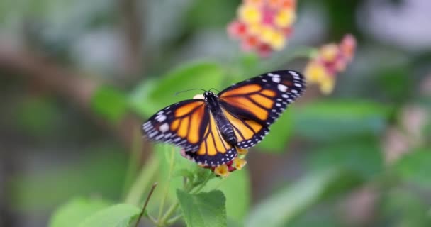 Monarch Vlinder Flapperende Vleugels Een Bloem Slow Motion 100Fps Beelden — Stockvideo
