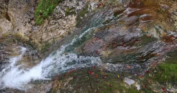 Vue Dessus Cascade Sur Ruisseau Sauvage Rocky Gorge Dolne Diery — Video
