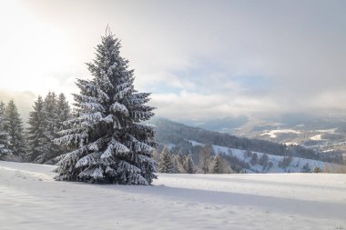 Kış manzarasının ön planında karlı ladin. Slovakya 'nın kuzeybatısındaki Mala Fatra Milli Parkı, Avrupa.