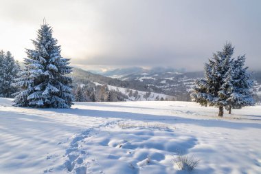 Karlı çam ağaçlarının kış manzarası. Slovakya 'nın kuzeybatısındaki Mala Fatra Milli Parkı, Avrupa.