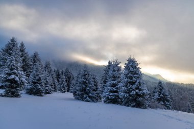 Karlı çam ağaçlarının güzel kış manzarası. Slovakya 'nın kuzeybatısındaki Mala Fatra Milli Parkı, Avrupa.