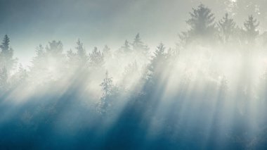Sonbahar manzarası, sis içindeki ağaçları aydınlatan güneş ışınları. Sulov Kayalıkları, Slovakya, Avrupa 'nın kuzeybatısında ulusal doğa rezervi..