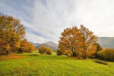 Sonbahar sisli manzarasında renkli ağaçlar. Strazov Dağları Korunan Peyzaj Alanı, Slovakya, Avrupa.