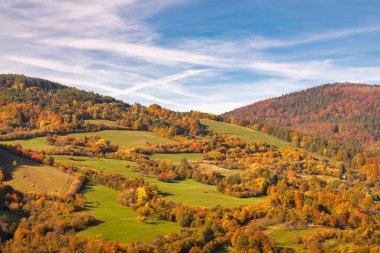 Sonbahar manzarası, ormanlar ve sığırlı otlaklar. Beyaz Karpat Dağları, Slovakya, Avrupa.