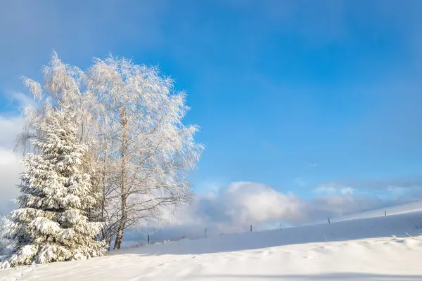 Snowy Trees Foreground Winter Landscape Sunny Day Mala Fatra National — Stock Photo, Image