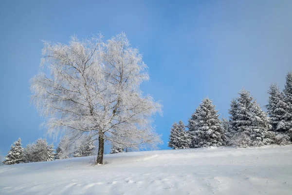 Vista Paisaje Invernal Nevado Con Árboles Cubiertos Hielo —  Fotos de Stock