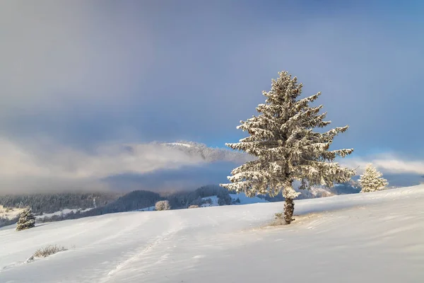 Sneeuwsparren Voorgrond Van Het Winterlandschap Zonnige Dag Nationaal Park Mala — Stockfoto