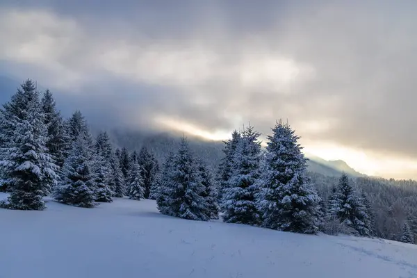 Beautiful Winter Landscape Snowy Spruce Trees Mala Fatra National Park — Stockfoto