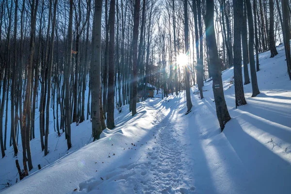 Uitzicht Het Winterlandschap Met Besneeuwde Bossen Nationaal Natuurreservaat Sulov Rocks — Stockfoto