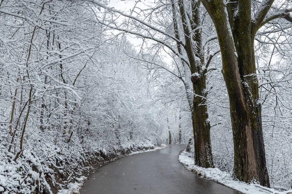 Väg Genom Ett Vinterlandskap Med Snötäckta Träd — Stockfoto