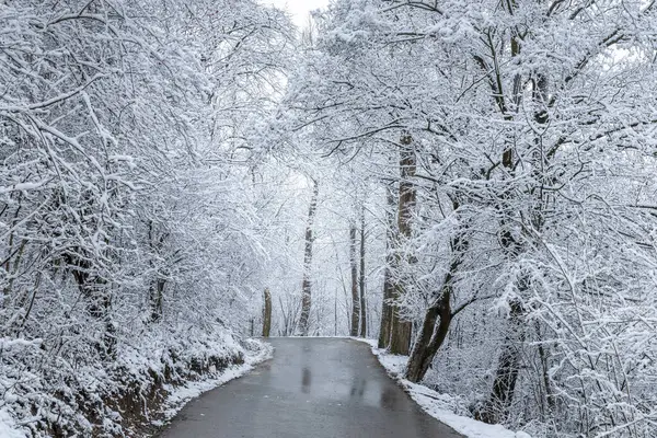 Karla Kaplı Ağaçlarla Kaplı Kışın Ortasında Bir Yol — Stok fotoğraf