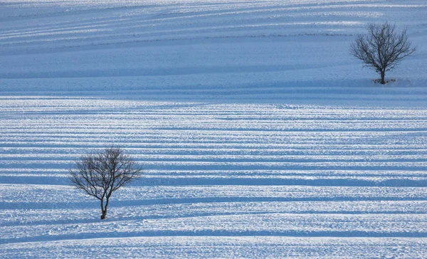 Winter Landscape Trees Snowy Meadows — Stock Photo, Image