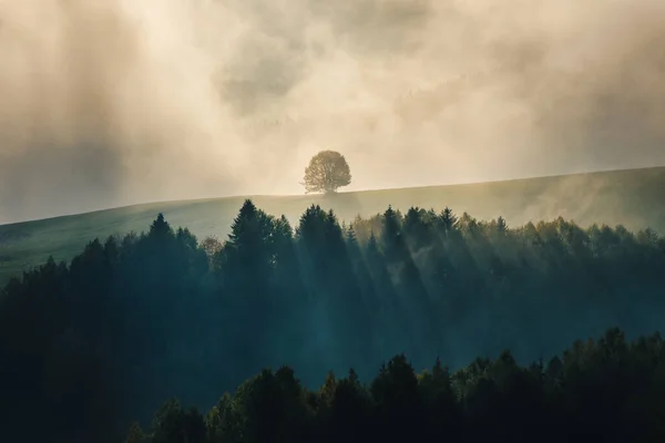 Eenzame Boom Herfst Mistig Berglandschap Met Ochtendzon Schijnt Door Wolken — Stockfoto