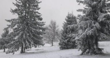 Kışın kar yağışı, karlı ağaçlarla kaplı puslu bir manzara. Slovakya 'nın kuzeybatısındaki Mala Fatra Milli Parkı, Avrupa. Yavaş çekim 4k 100fps.