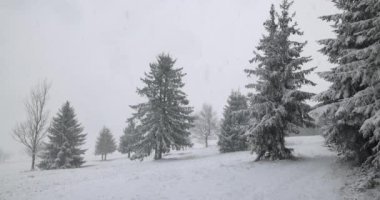 Kışın kar yağışı, karlı ağaçlarla kaplı puslu bir manzara. Slovakya 'nın kuzeybatısındaki Mala Fatra Milli Parkı, Avrupa. Yavaş çekim 4k 100fps.