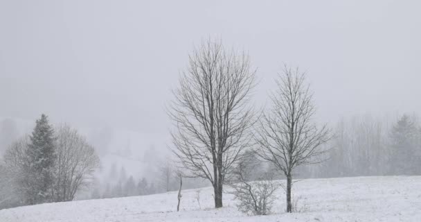 Snöfall Vinter Dimmiga Landskap Med Snöiga Träd Nationalparken Mala Fatra — Stockvideo
