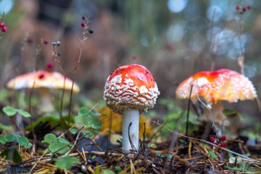 Bir grup kırmızı mantar, sonbahar ormanlarının doğal ortamını yakından görüyorlar.