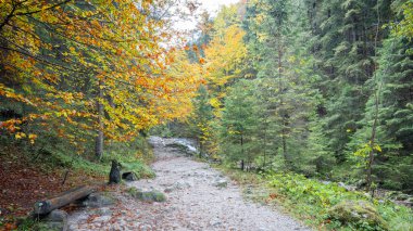 Orman boyunca uzanan sakin sonbahar patikası. Slovakya, Avrupa 'daki Mala Fatra Milli Parkı.