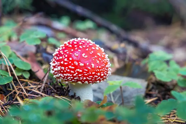 Červená Muchomůrka Detailním Pohledu Přírodním Prostředí Podzimního Lesa — Stock fotografie