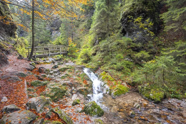 Une Passerelle Bois Dessus Ruisseau Dans Forêt Automne Parc National — Photo