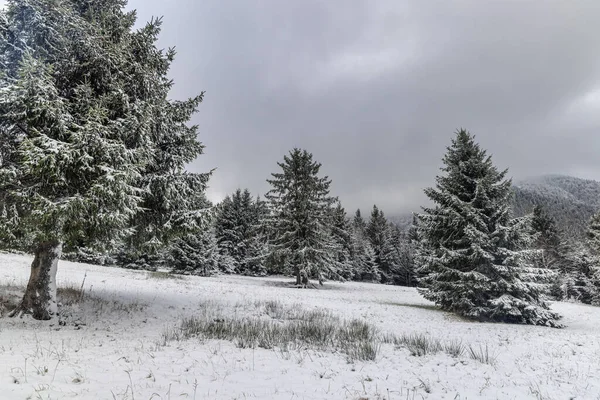 Snowy Spruce Winter Landscape Hazy Day Mala Fatra National Park — Stock Photo, Image