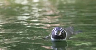 Humboldt pengueni (Spheniscus humboldti) suda yüzüyor. Yavaş çekim 4k 50fps görüntü.