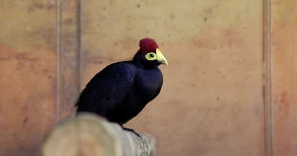 Τουράκο Του Ross Tauraco Rossae Ένα Γαλαζοπράσινο Μωβ Αφρικανικό Πουλί — Αρχείο Βίντεο