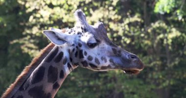 Yakından bakınca Rothschild 'in zürafası (Giraffa camelopardalis rothschildi).