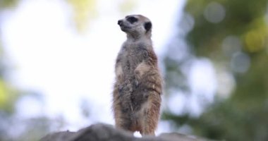 Mirket (Suricata suricatta), gözcü pozisyonunda suricate portresi.