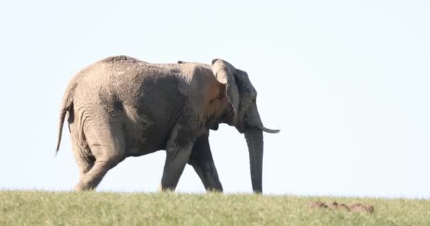 African Elephants Loxodonta Africana Walking Meadow — Stock Video