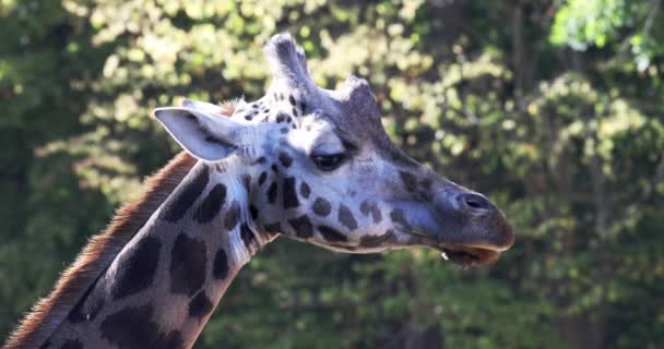 Rothschilds Giraffe Giraffa Camelopardalis Rothschildi Nahaufnahme — Stockvideo