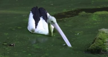 Avustralya pelikanı (Pelecanus conspicillatus), göletteki büyük bir su kuşu..