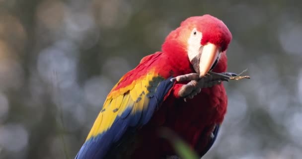 Szkarłatna Makau Ara Macao Duża Czerwona Tropikalna Papuga — Wideo stockowe