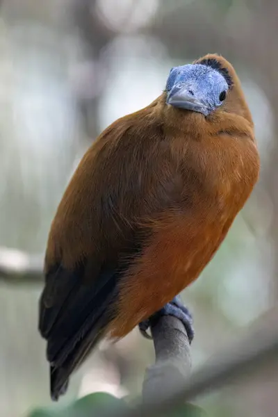 Pássaro Prego Perissocephalus Tricolor Sentado Num Ramo Uma Árvore — Fotografia de Stock