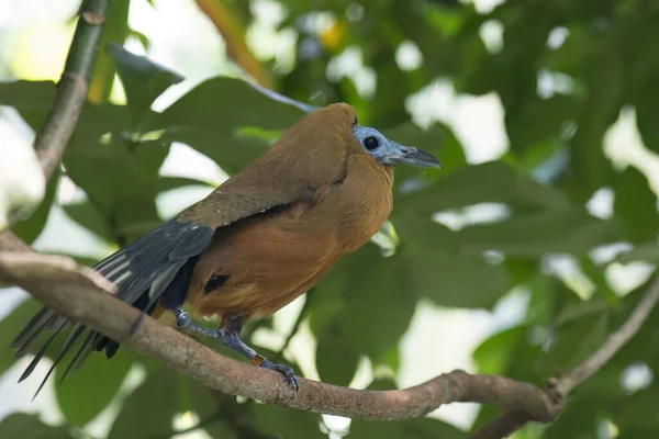 Ptak Kapucynka Perissocephalus Tricolor Siedzący Gałęzi Drzewa — Zdjęcie stockowe