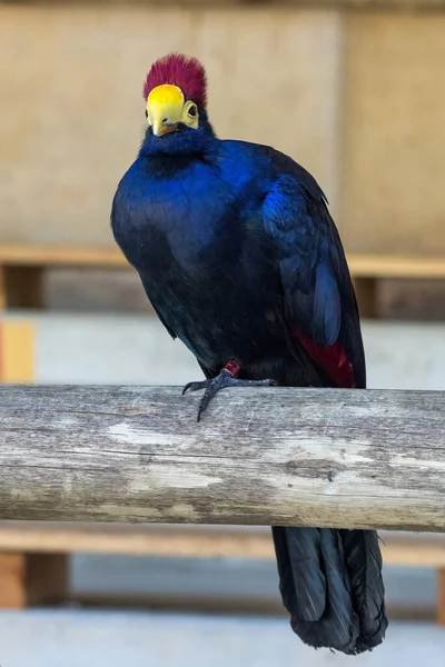 青みがかったアフリカの鳥タウラコ タウラコ ロッシー — ストック写真