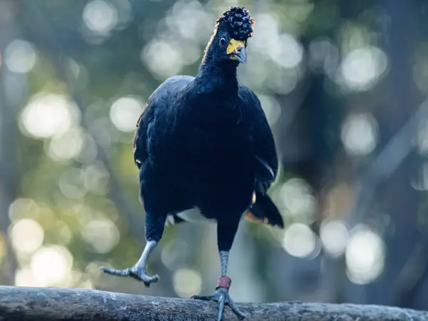 Curassow Negro Crax Alector Retrato Pájaro — Foto de Stock