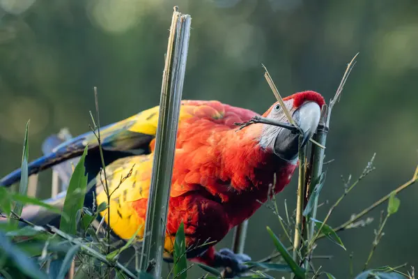 Arara Escarlate Ara Macao Grande Papagaio Tropical Vermelho — Fotografia de Stock
