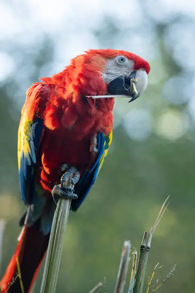 Arara Escarlate Ara Macao Grande Papagaio Tropical Vermelho — Fotografia de Stock