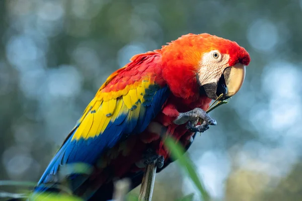 Szkarłatna Makau Ara Macao Duża Czerwona Tropikalna Papuga — Zdjęcie stockowe
